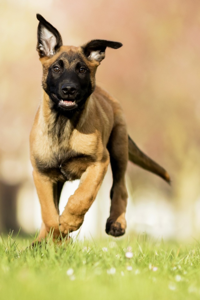 Щенок бельгийской овчарки малинуа бежит по зеленой траве