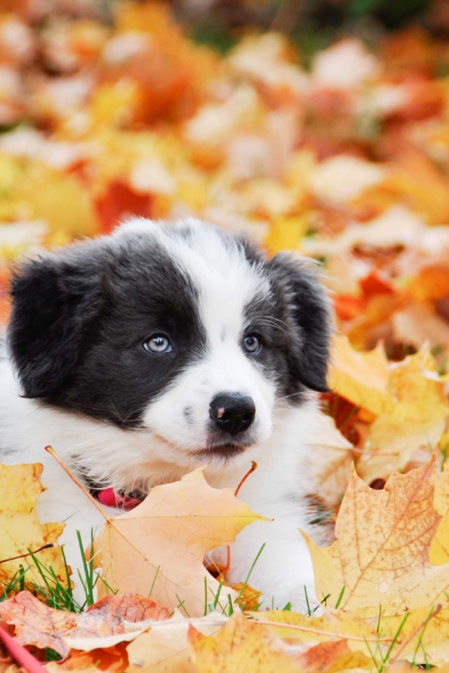Щенок бордер колли лежит на опавшей листве