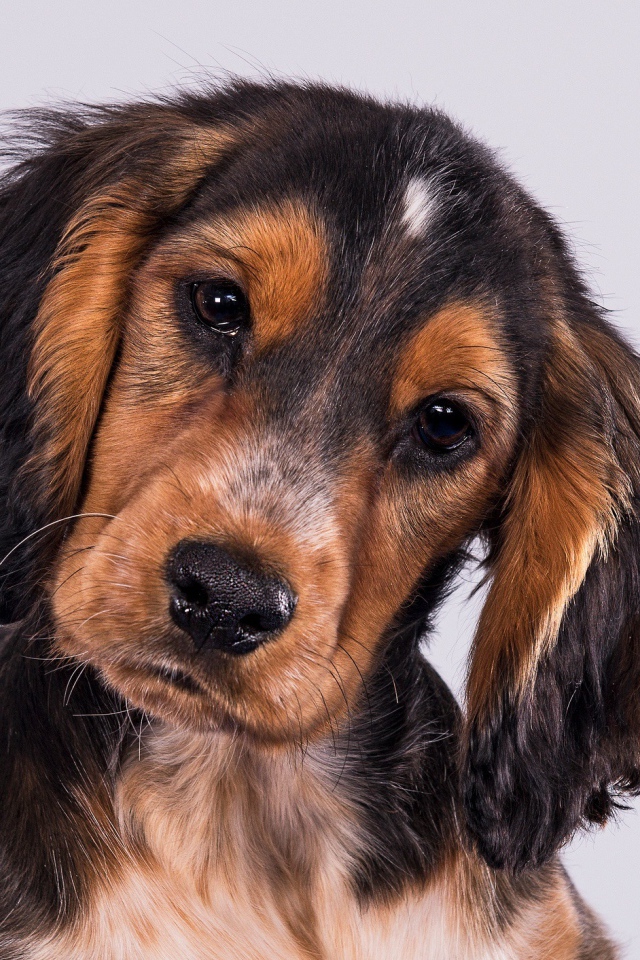 Щенок Кокер-Спаниеля на сером фоне