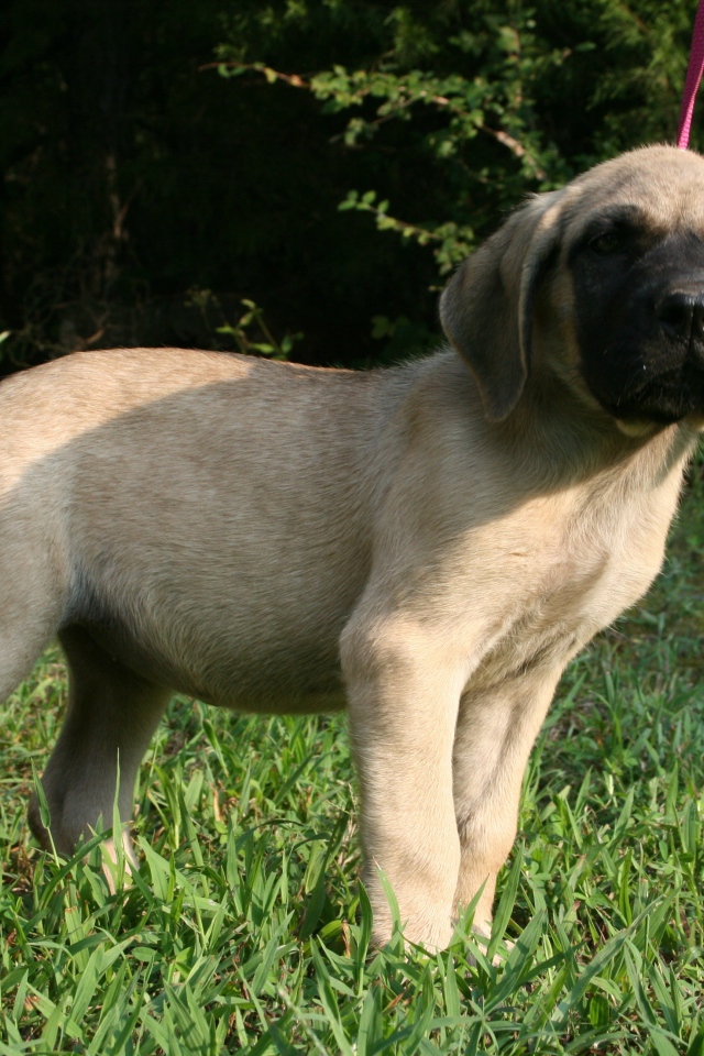 Щенок английского мастифа стоит на зеленой траве
