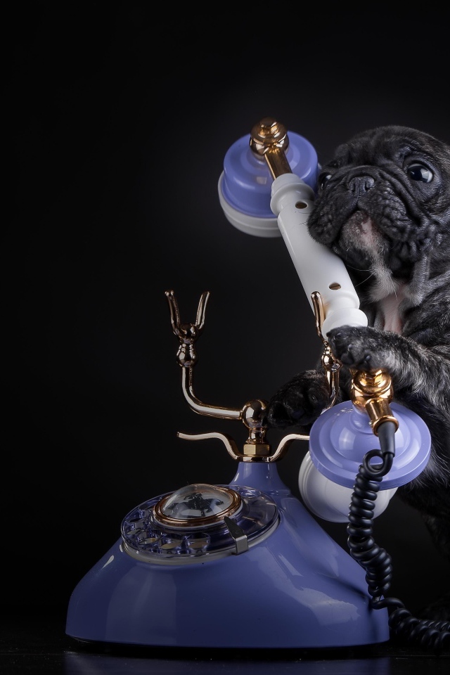 Щенок французского бульдога с телефоном