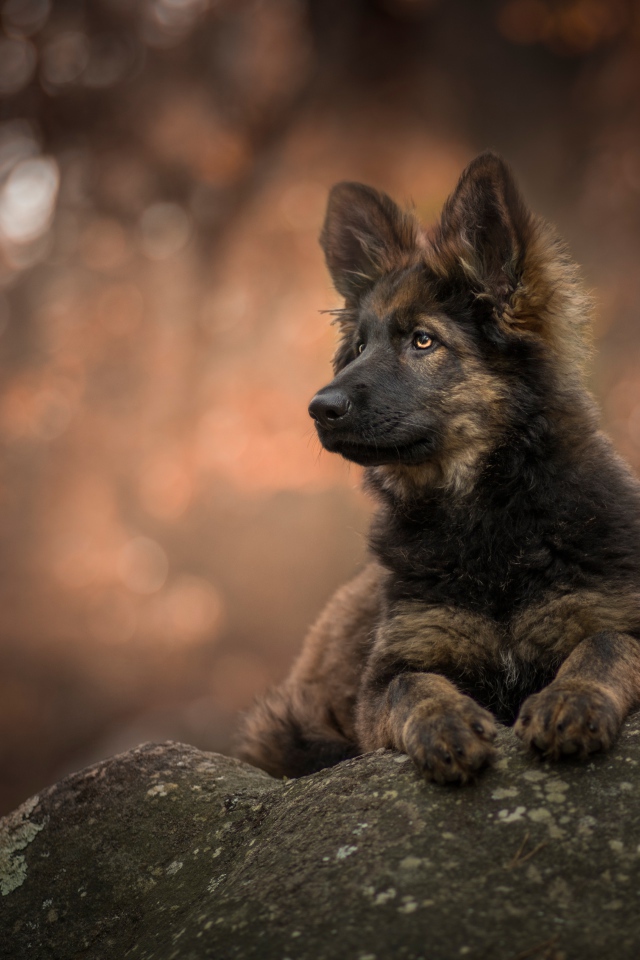 Щенок немецкой овчарки лежит на камне