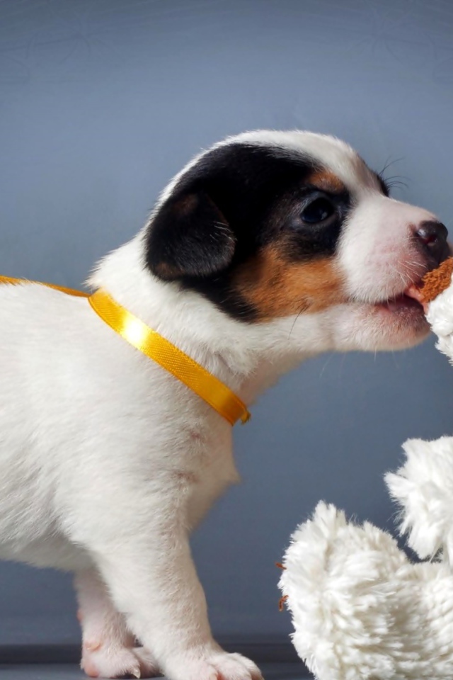 Щенок Джек-рассел-терьера кусает белого плюшевого мишку 