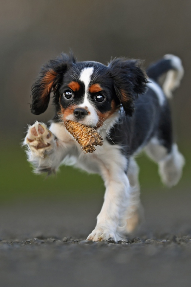 Щенок Кинг чарльз спаниель бежит по дороге