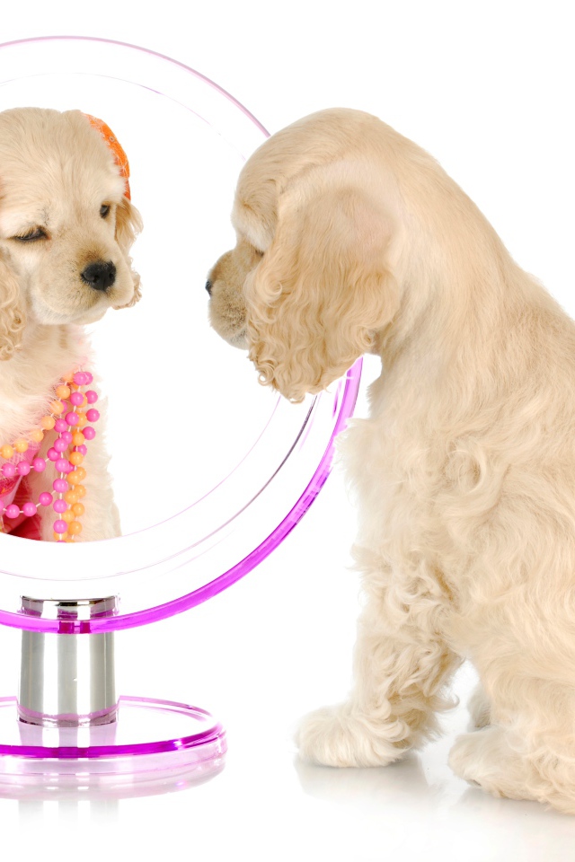 Щенок спаниеля смотрит в зеркало на белом фоне