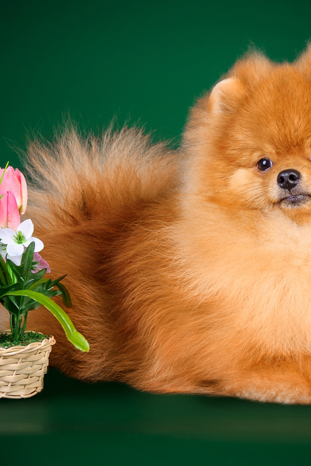 Рыжий шпиц на зеленом фоне