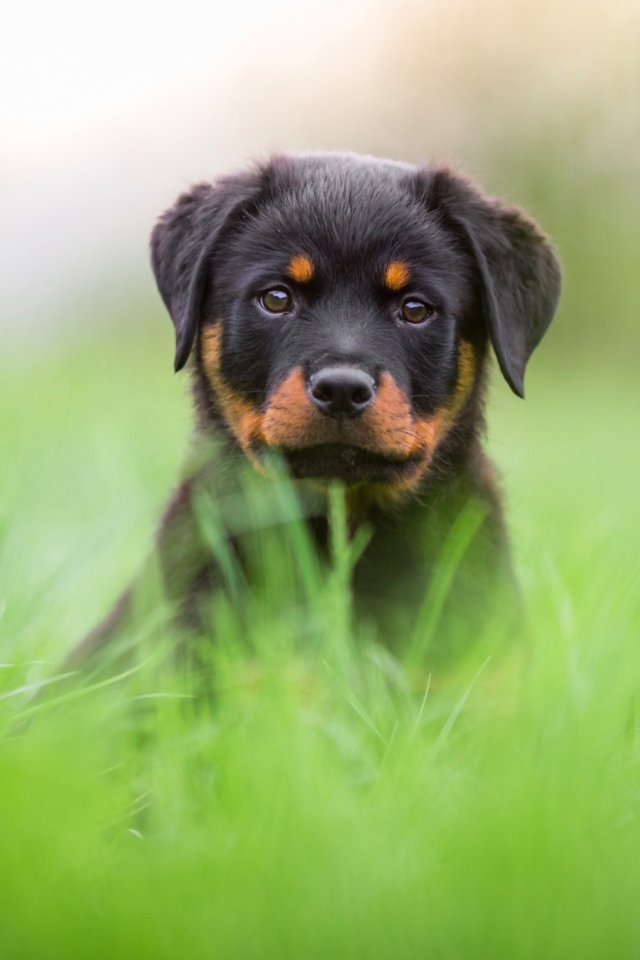 Щенок ротвейлера сидит в зеленой траве