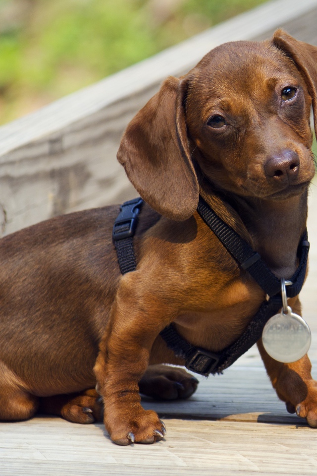 Грустная такса сидит на дороге