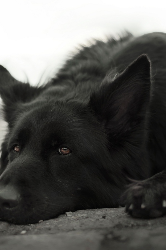 Грустная немецкая овчарка лежит на земле