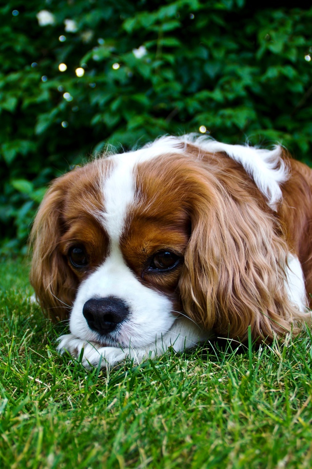 Грустный Кинг Чарльз Спаниель лежит на зеленой траве
