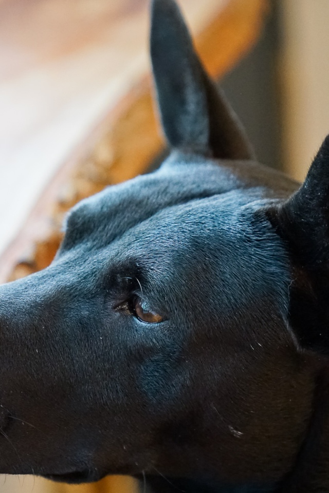 Грустная черная собака у окна 