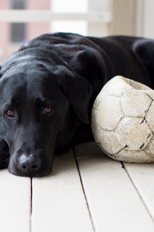 Грустный черный лабрадор с футбольным мячом 