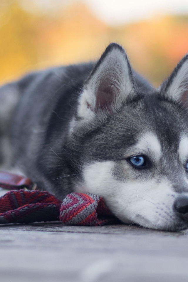 Грустный голубоглазый хаски с поводком 