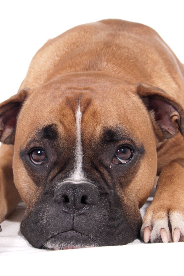 Грустный боксер на белом фоне