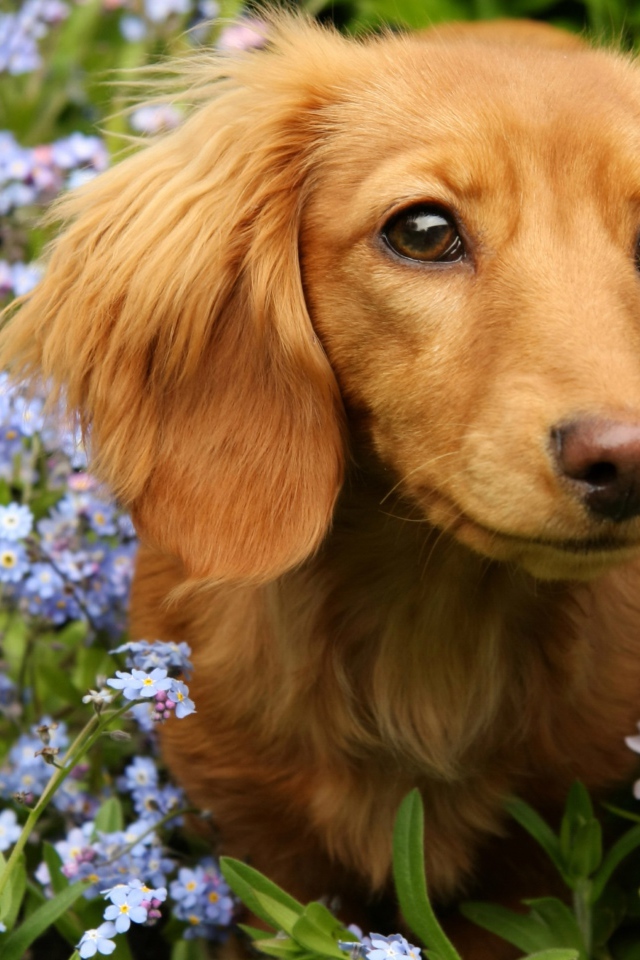 Грустная такса сидит в голубых цветах