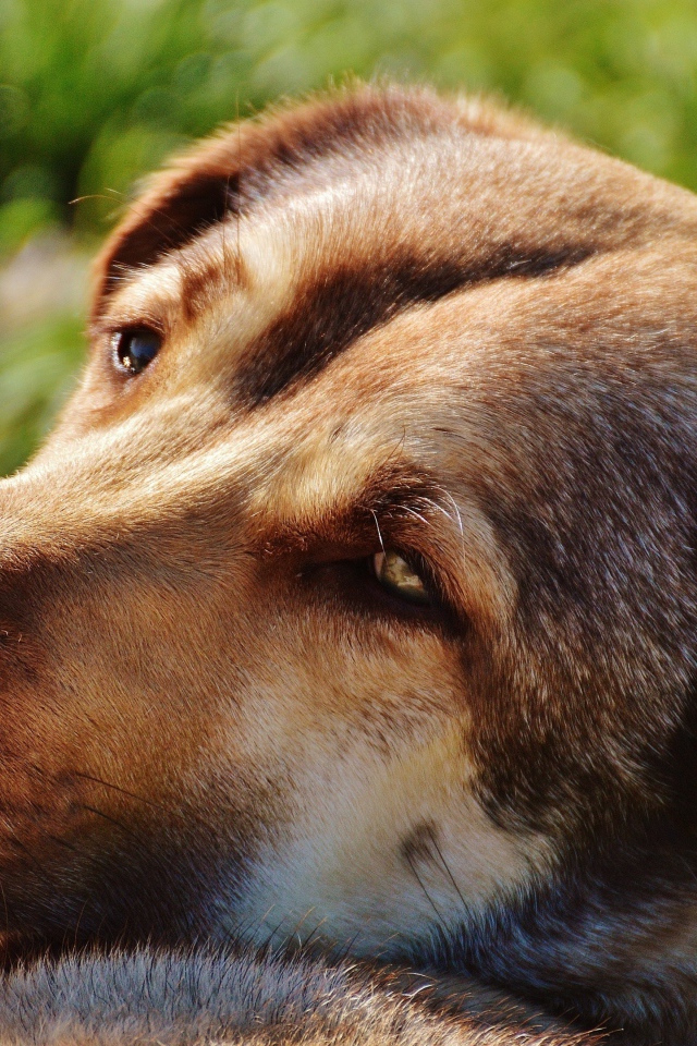 Грустная собака отдыхает на зеленой траве
