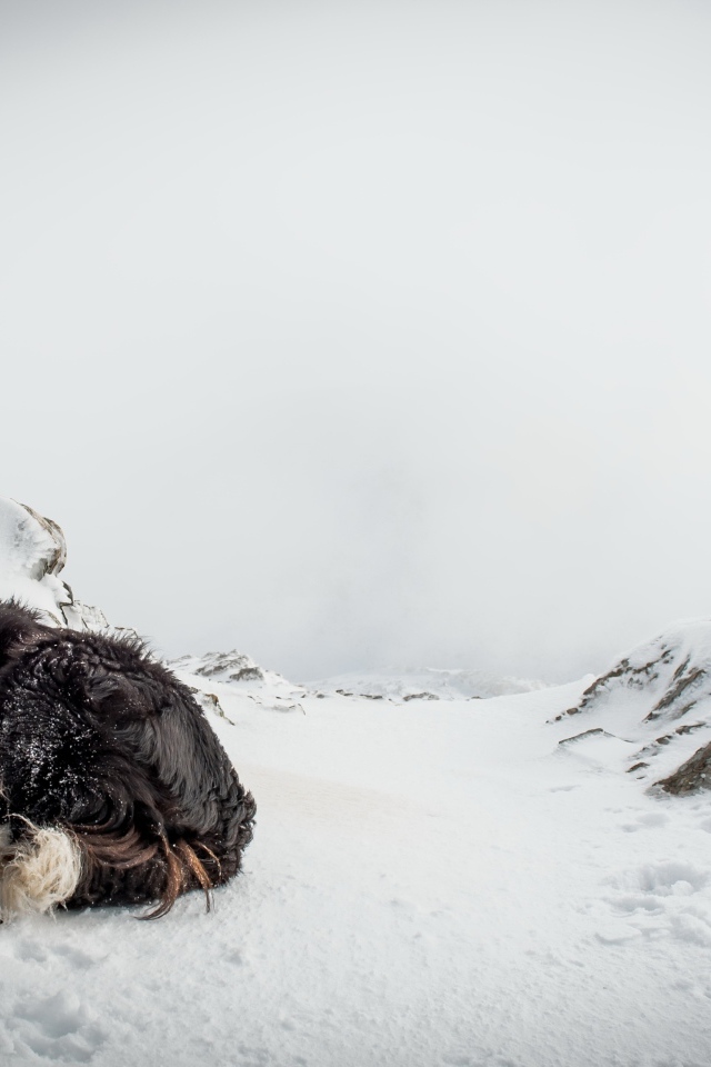 Грустная собака спит на снегу зимой