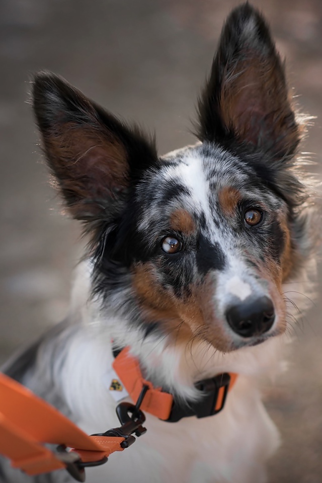 Грустный взгляд собаки породы бордер колли на поводке