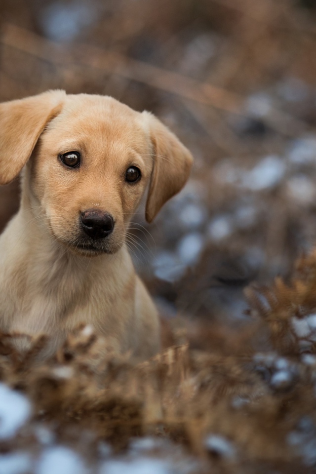 Грустный щенок золотистого ретривера