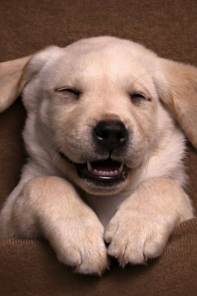 Довольный спящий щенок золотистого ретривера 