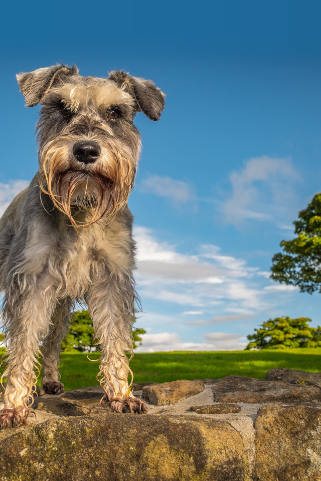 Шнауцер стоит на камне под голубым небом