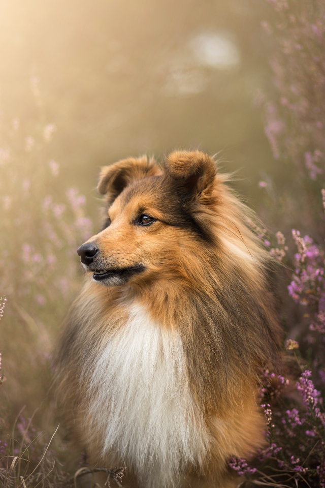 Собака породы шелти в цветах