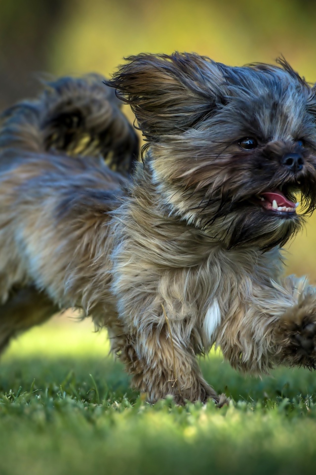 Щенок Ши-тцу бежит по зеленой траве