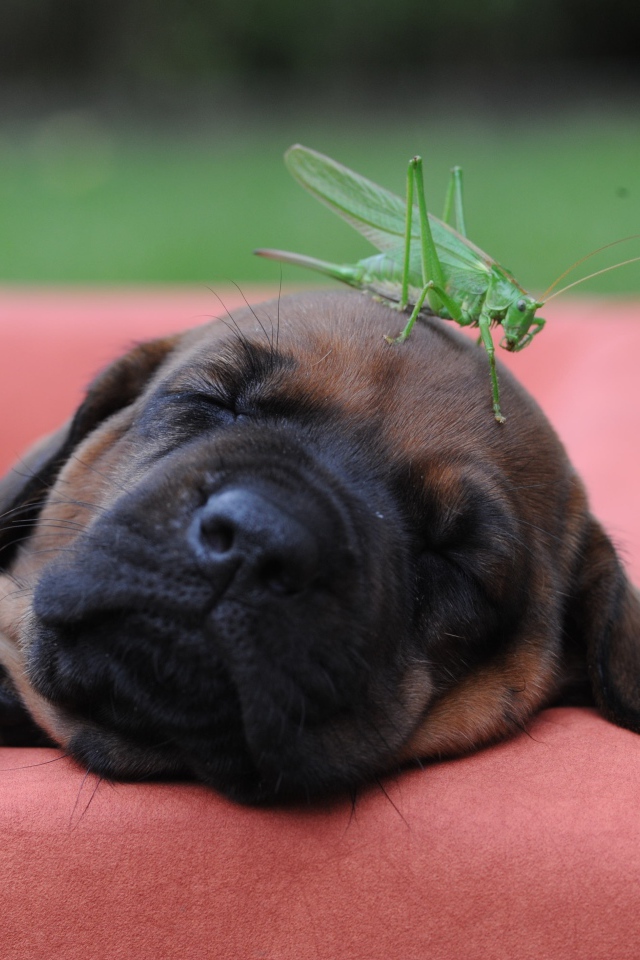 Спящий щенок бульмастифа с зеленым кузнечиком на голове