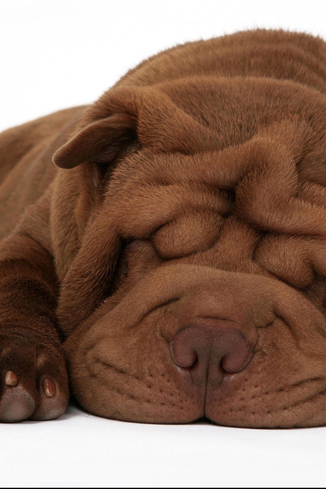 Спящий щенок шарпея на белом фоне