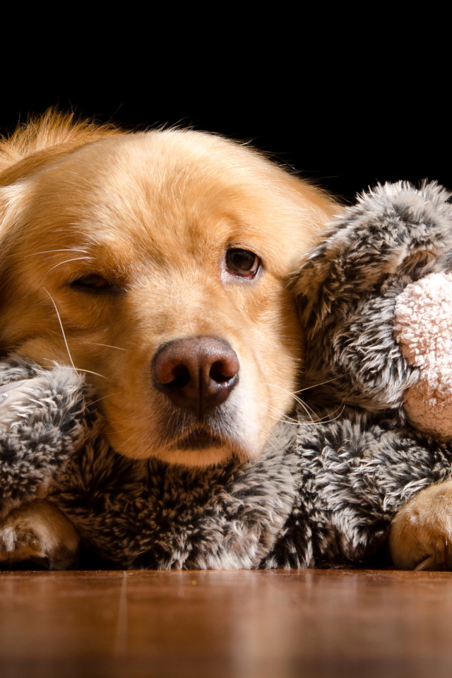 Сонный золотистый ретривер с игрушкой