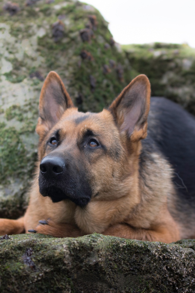 Умная немецкая овчарка лежит на камне