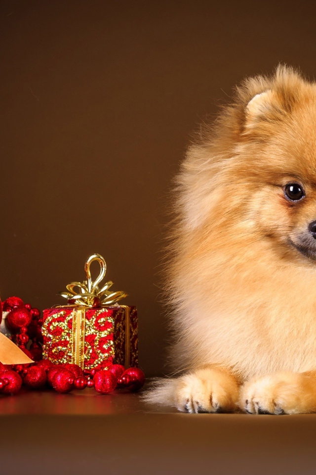 Шпиц с подарком в форме сердца