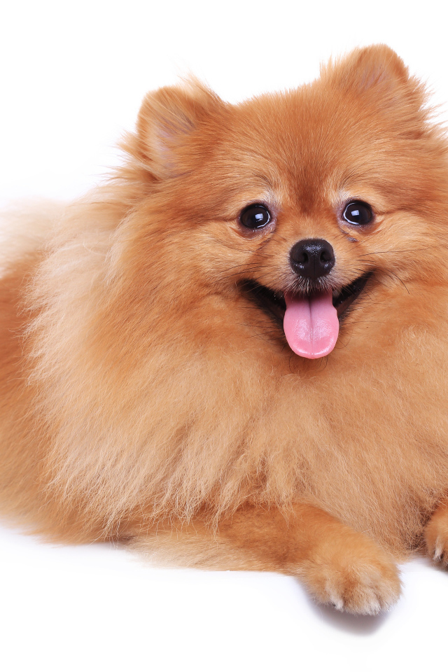 Шпиц с высунутым языком на белом фоне