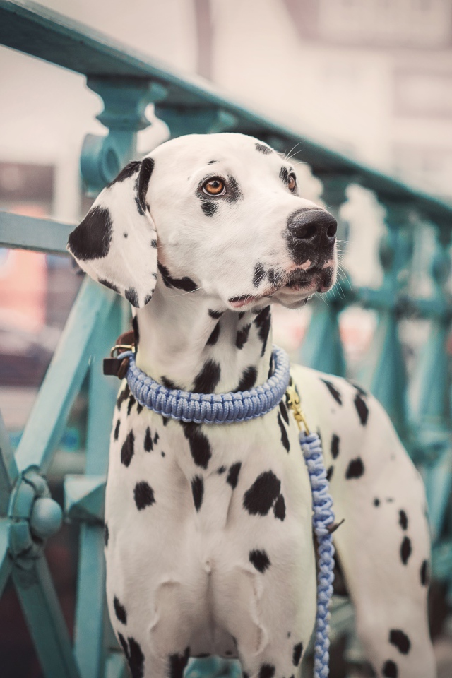 Пятнистый далматин на мосту 