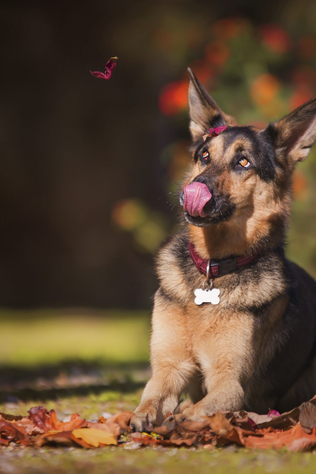 Немецкая овчарка с высунутым языком сидит на желтой листве