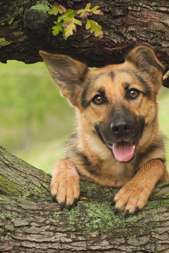 Немецкая овчарка с высунутым языком стоит у дуба