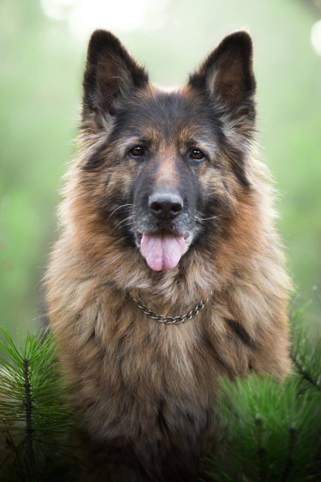 Немецкая овчарка с высунутым языком стоит у еловой ветки
