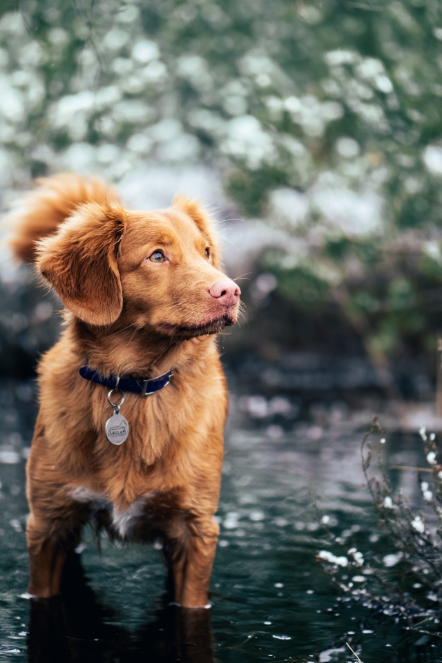 Новошотландский ретривер стоит в воде