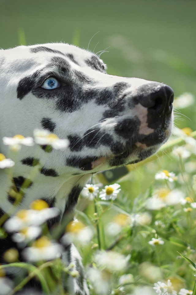 Голубоглазый далматин лежит в белых ромашках