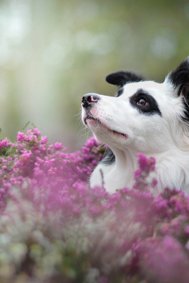 The dog breeds a border collie sitting in lilac flowers
