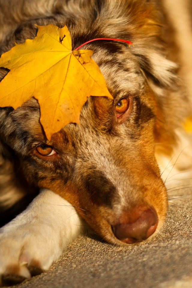 Собака лежит лежит с желтым листом на морде 