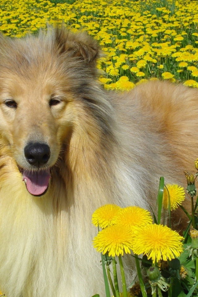 Длинношёрстный колли лежит в желтых одуванчиках