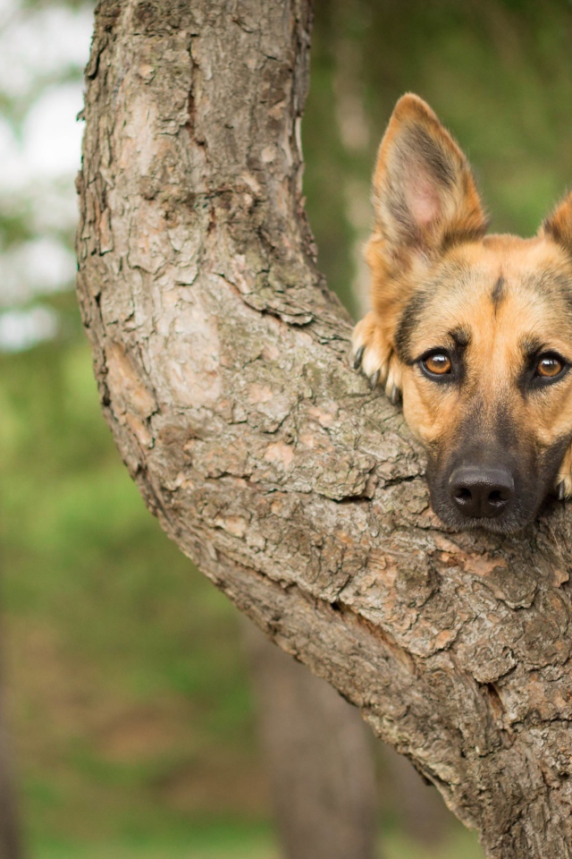 Морда немецкой овчарки лежит на дереве