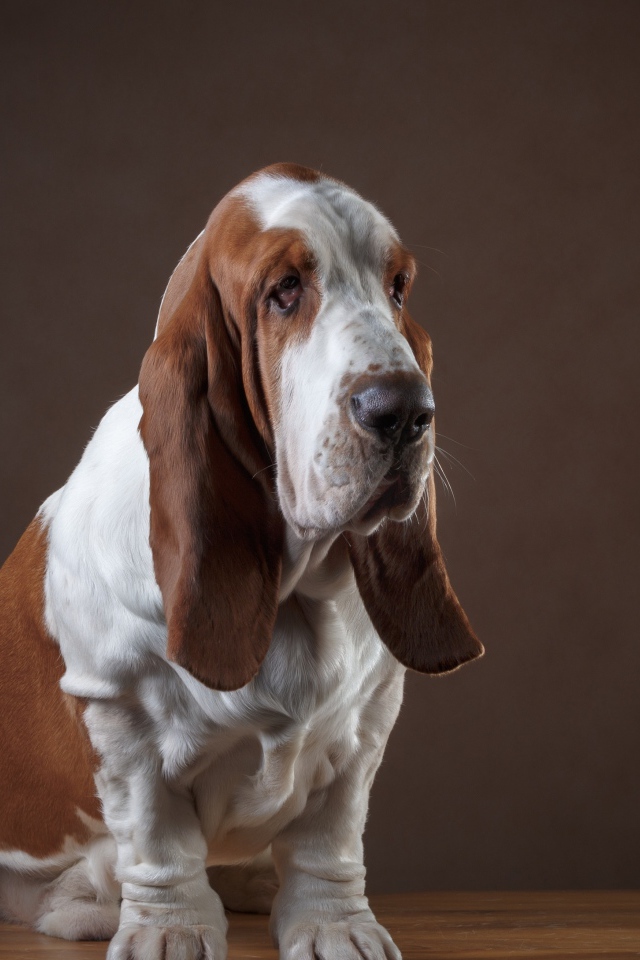 Грустный пес породы бассет хаунд 
