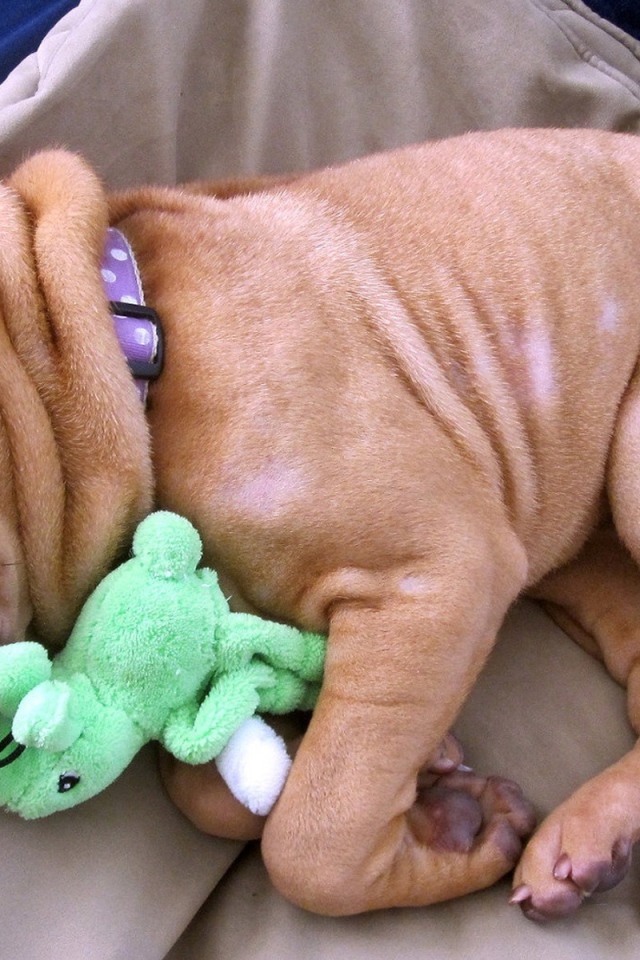 Щенок шарпея спит с игрушкой