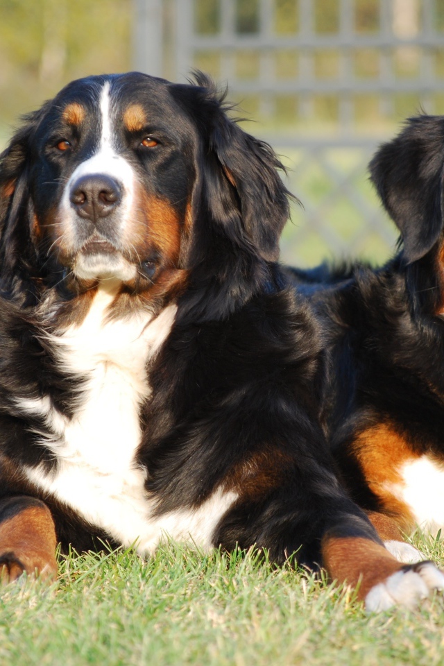 Две собаки Бернский зенненхунд лежат на зеленой траве 