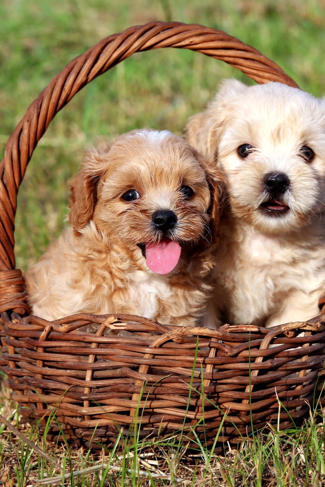 Два щенка Бишон фризе сидят в корзине