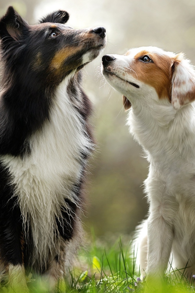 Две собаки породы бордер колли сидят на траве 