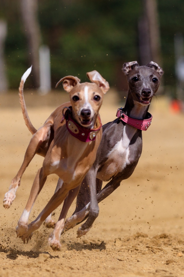 Две собаки породы грейхаунд бегут по песку 