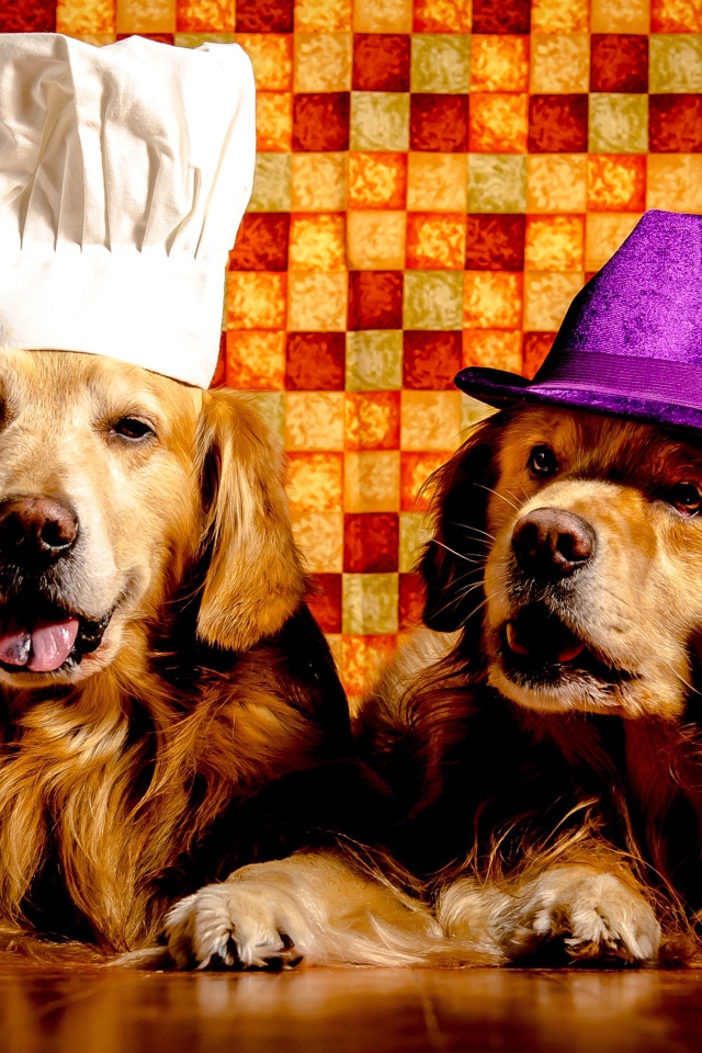 Два забавных золотистых ретривера в шапках
